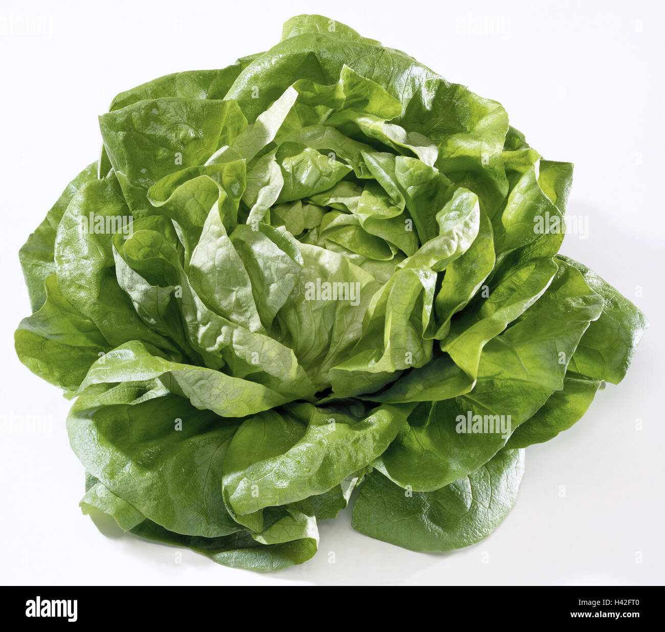 Laitue, Lactuca sativa var. capitata, de l'alimentation, de l'alimentation, la nutrition saine, les légumes, les légumes, les composites, Compositae, sorte de salade, laitue, salade verte, salade verte, salade verte, salade du jardin, Gartenlattich, la laitue beurre, beurre, salade Salade, Häup Banque D'Images