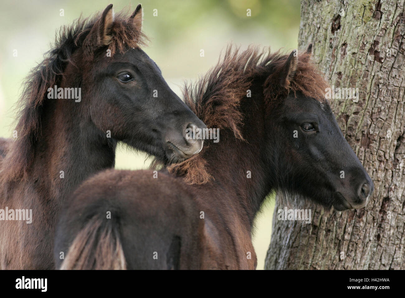 Tronc, l'Islande chevaux, poulains, détail, les animaux, les mammifères, uncloven-ongulés, les chevaux, l'équitation, course de cheval, chevaux pur-sang, Iceland horses, Islandais, sa fourrure brun foncé, ceinture, pâturage, les jeunes animaux, l'attention, l'intérêt, les pâturages à pied, Banque D'Images