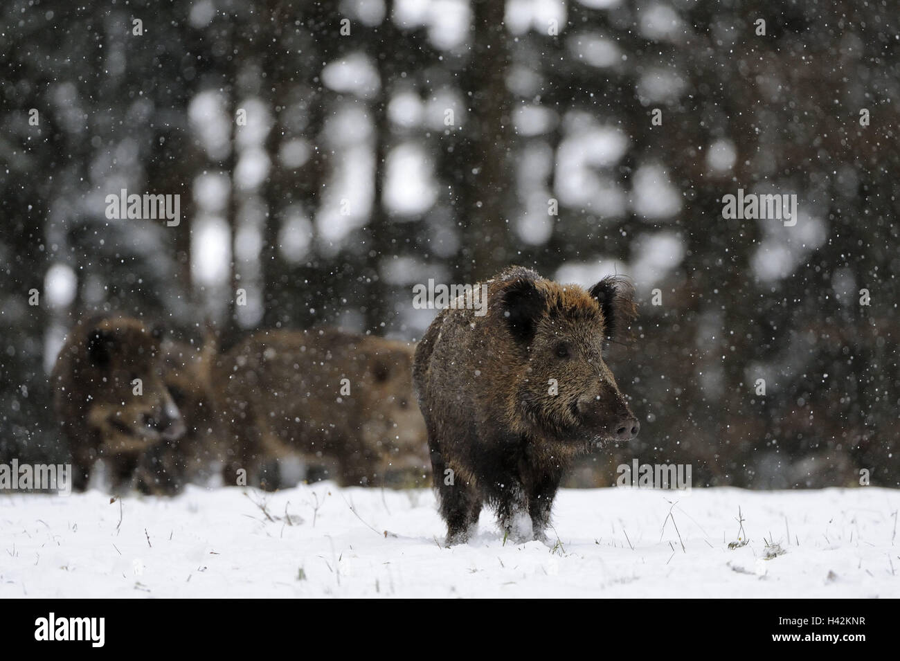 Bois, sangliers, Sus scrofa, doublure recherchez, flocons, de mammifères, d'animaux, animaux sauvages, vertébrés, mammifères, affamé, noir, jeu d'animaux à sabots fendus, hiver, froid, neige, neige, monde animal, meadow, faune, nature, Banque D'Images