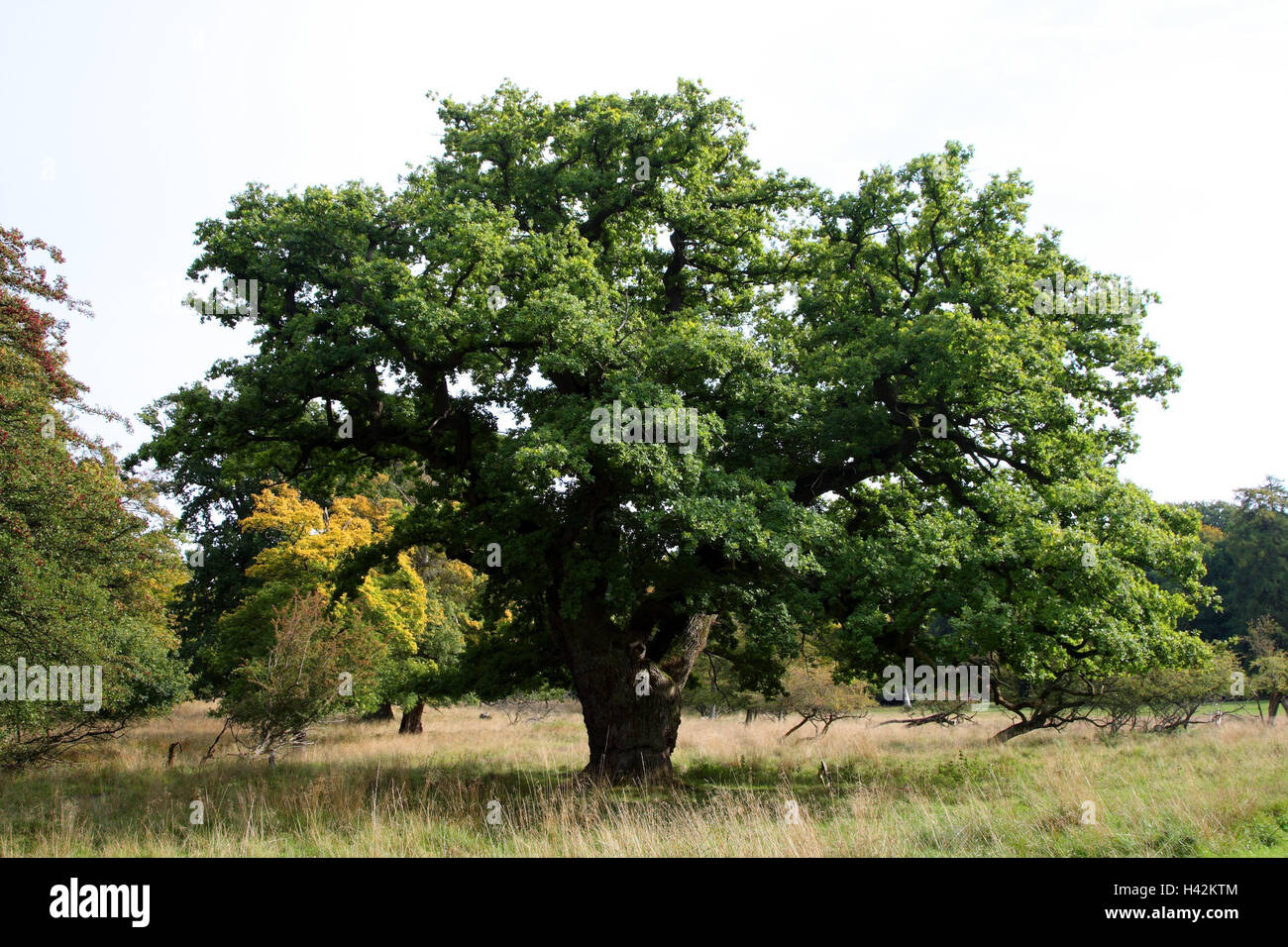 Chêne, Quercus robur, paysage, en milieu rural, les plantes, les arbres, feuillus, chêne, chêne, chêne d'été, l'été de la famille, essence : chêne, vieux, gnarledly, meadow, edge la forêt, nature, personne, Banque D'Images