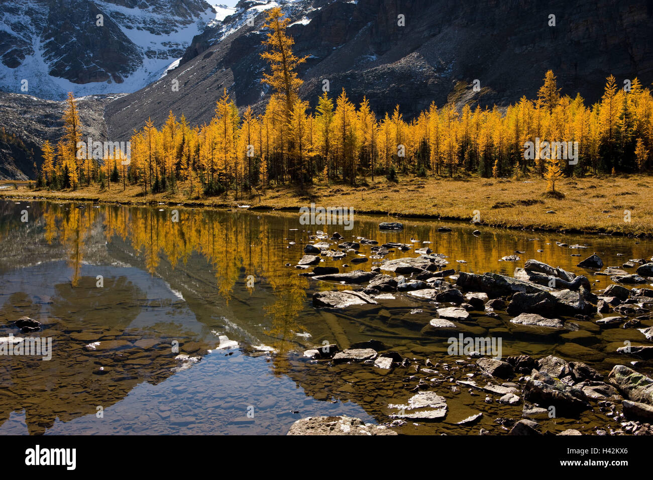 L'Alberta, Mt. Le parc provincial Assiniboine, og saumure, automne, paysage, montagne, montagnes, des eaux, de l'eau, le lac, la mise en miroir, d'arbres, de mélèzes, coloration d'automne, autumnally, bois, conifères, forêt de conifères, personne, de la nature, le repos, le silence, Banque D'Images