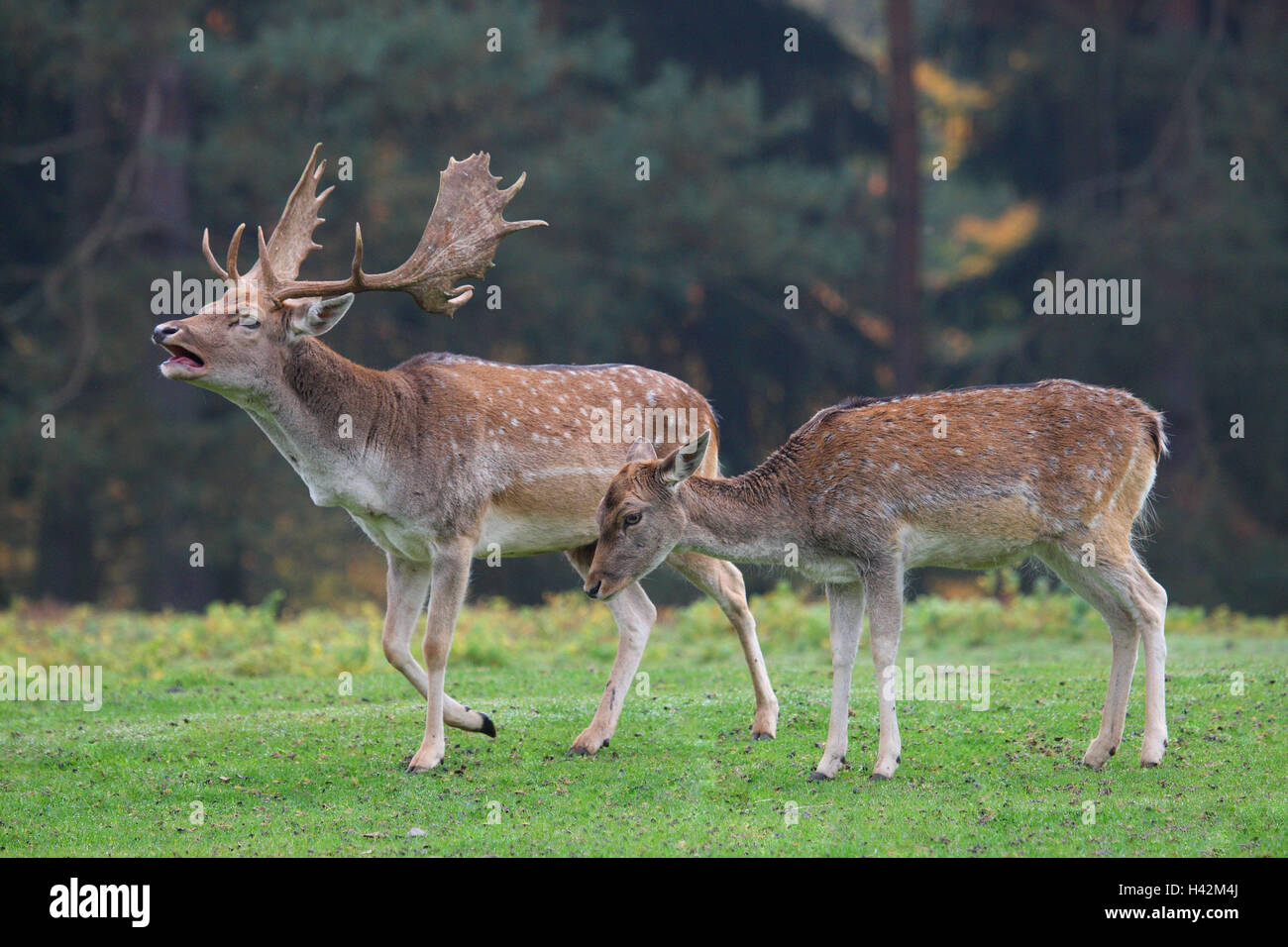 Bord de la forêt, chevreuils, jachère européenne mâle dominant, Bell, une ornière, Hind, pré, Banque D'Images