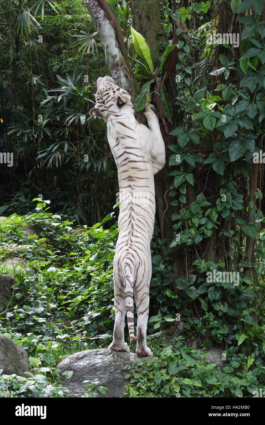 Tigre du Bengale, arbre, vue de dos, Banque D'Images