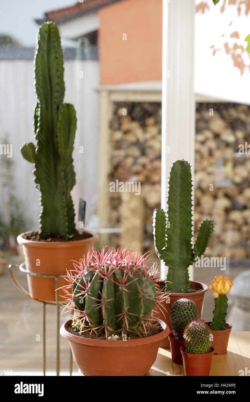 Les Plantes D Interieur De L Euphorbe Esule Cactus Television Chambre Decoration Plantes Plantes Ornementales Plantes En Pot Pots De Fleurs Plantes Grasses Succulentes Reguliere Des Cactus Cactus Plantes Euphorbie Euphorbe Piqures