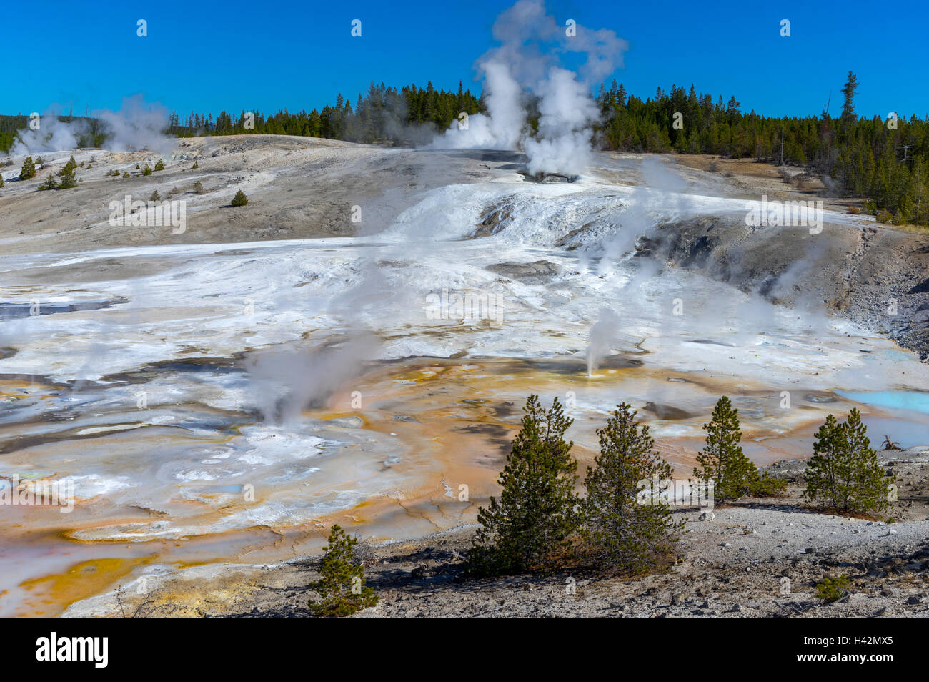 Le Parc National de Yellowstone, Wyoming : la hausse des températures de la vapeur à partir de du bassin en porcelaine dans le Norris Geyser Basin Banque D'Images