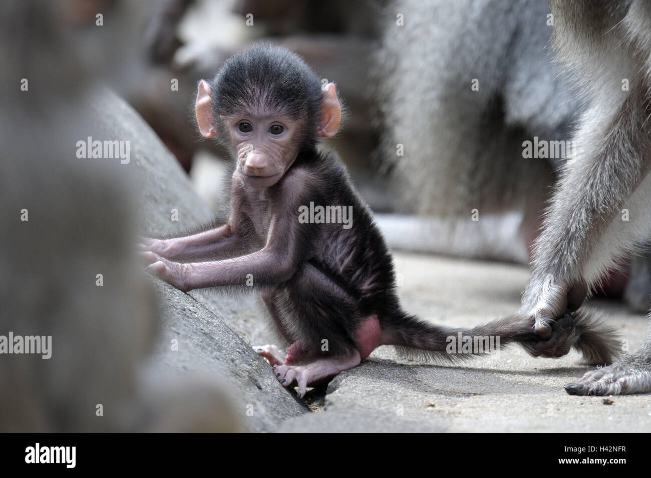 Les babouins Papio hamadryas Hamadryas, vieux, les animaux, les jeunes animaux, des animaux, les animaux de zoo, le zoo, les mammifères, les primates, les singes, les singes à longue queue, les babouins, les animaux sauvages, les jeunes, petit singe, Banque D'Images