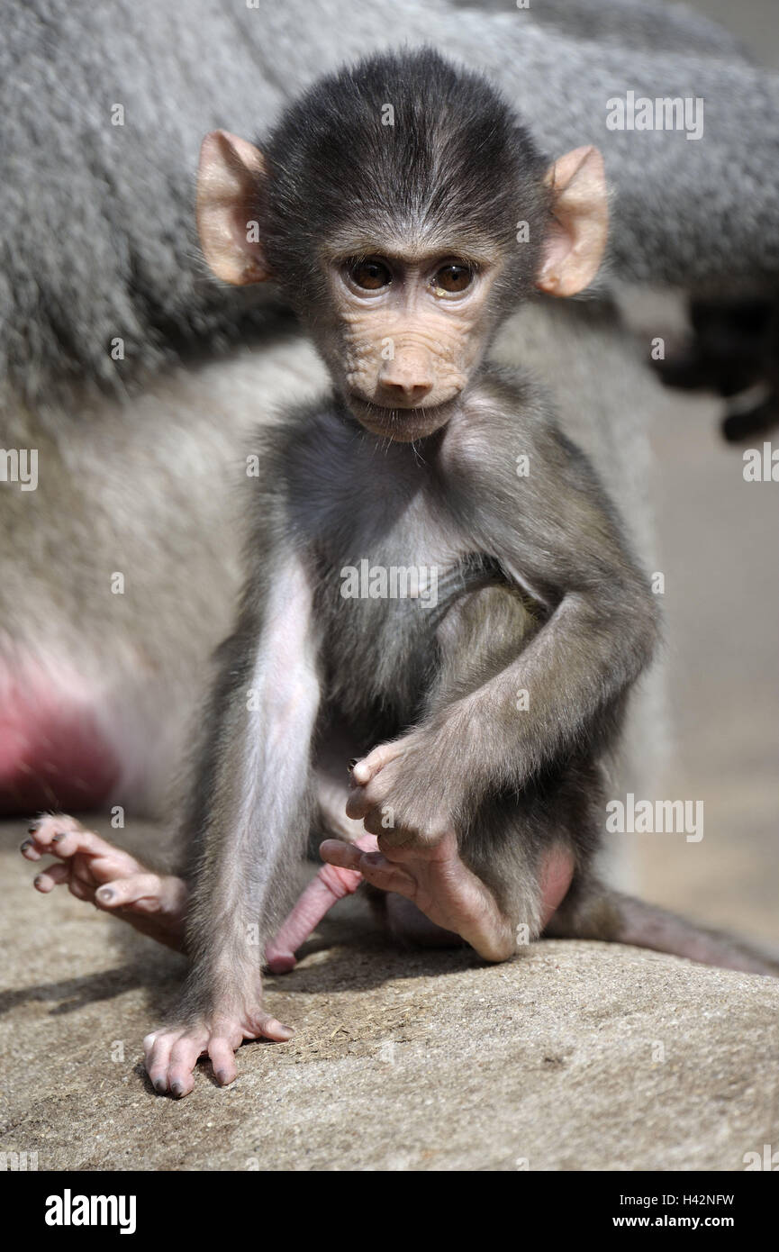 Le babouin Hamadryas Papio hamadryas, jeunes, animal, pierre, s'asseoir, animal, zoo, zoo, mammifère, primate, singe, singe à longue queue, babouin, animal sauvage, animal portrait, petit singe, Banque D'Images