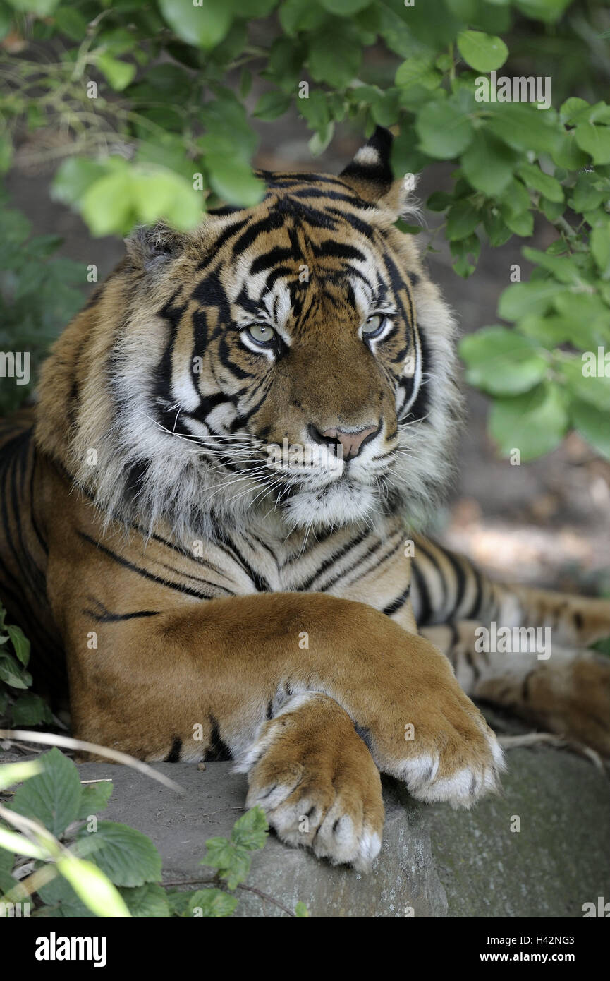 Les tigres de Sumatra, Panthera tigris sumatrae, mensonge, reste, zoo, zoo animal, animal, animal sauvage, mammifère, prédateur, grand chat, gros chat, tigre, l'espèce animale, menace, menace, la protection des espèces menacées, Banque D'Images