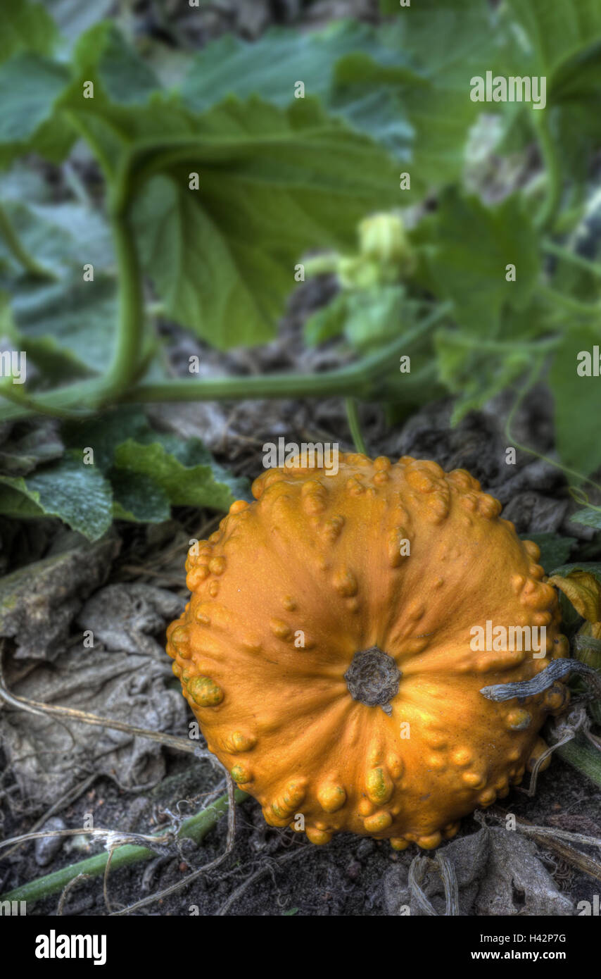 Lit de légumes, potiron, jardin, patch, potiron, citrouille, fruits jaune feuilles, plante utile, la surface de la terre, planter, Banque D'Images