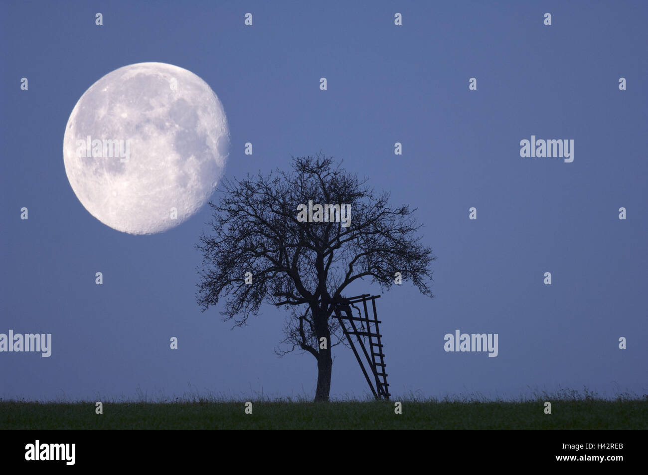 Arbre, soulevées cacher, lune, Banque D'Images