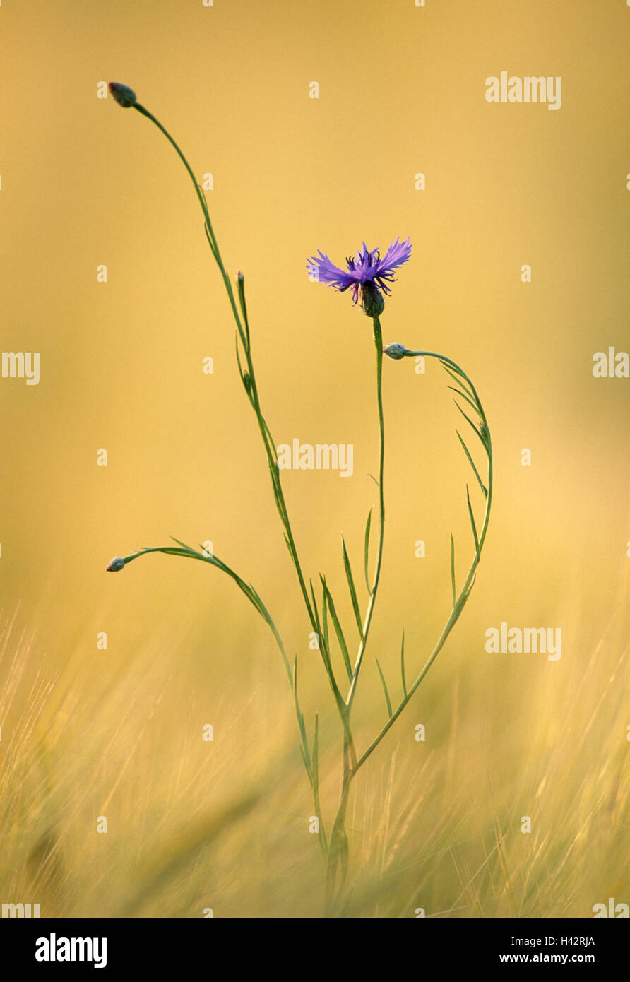 Bleuet, Centaurea cyanus, Banque D'Images