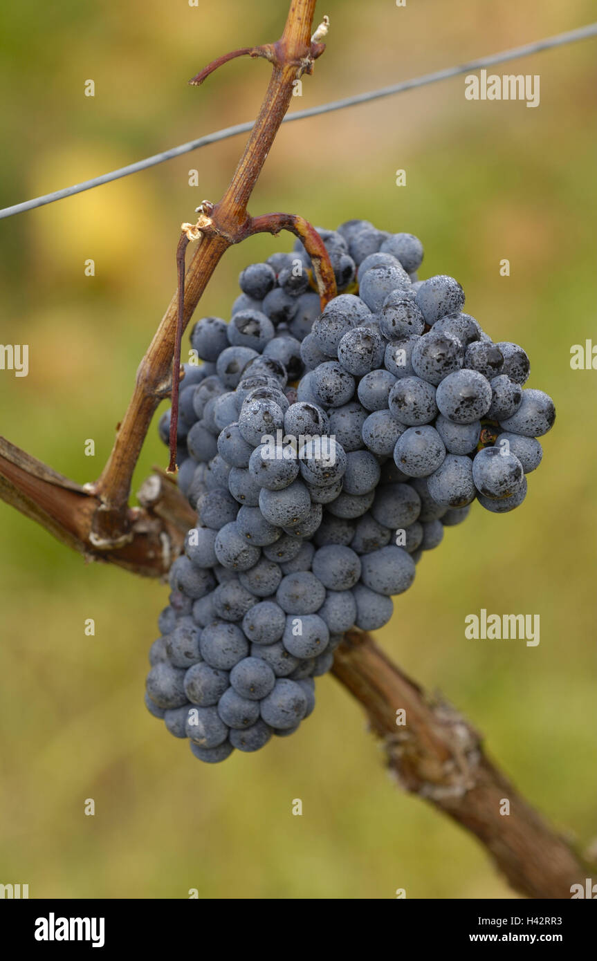 Vigne, raisins, mûres, bleu moyen, close-up, Banque D'Images