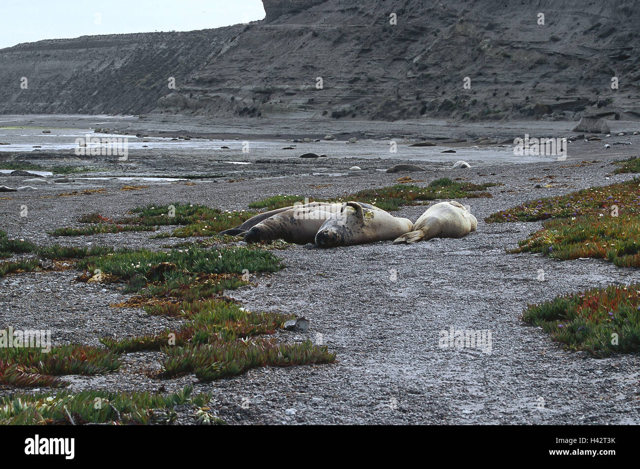 L'Argentine, péninsule Valdez, Punta Delgada, éléphant de mer, Mirounga leonina,, l'Amérique du Sud, la destination, le lieu d'intérêts, côte, mer, l'Atlantique, les animaux, les mammifères, à l'étanchéité, Robben, éléphants de mer, de la plage, de se coucher, le sommeil, Banque D'Images