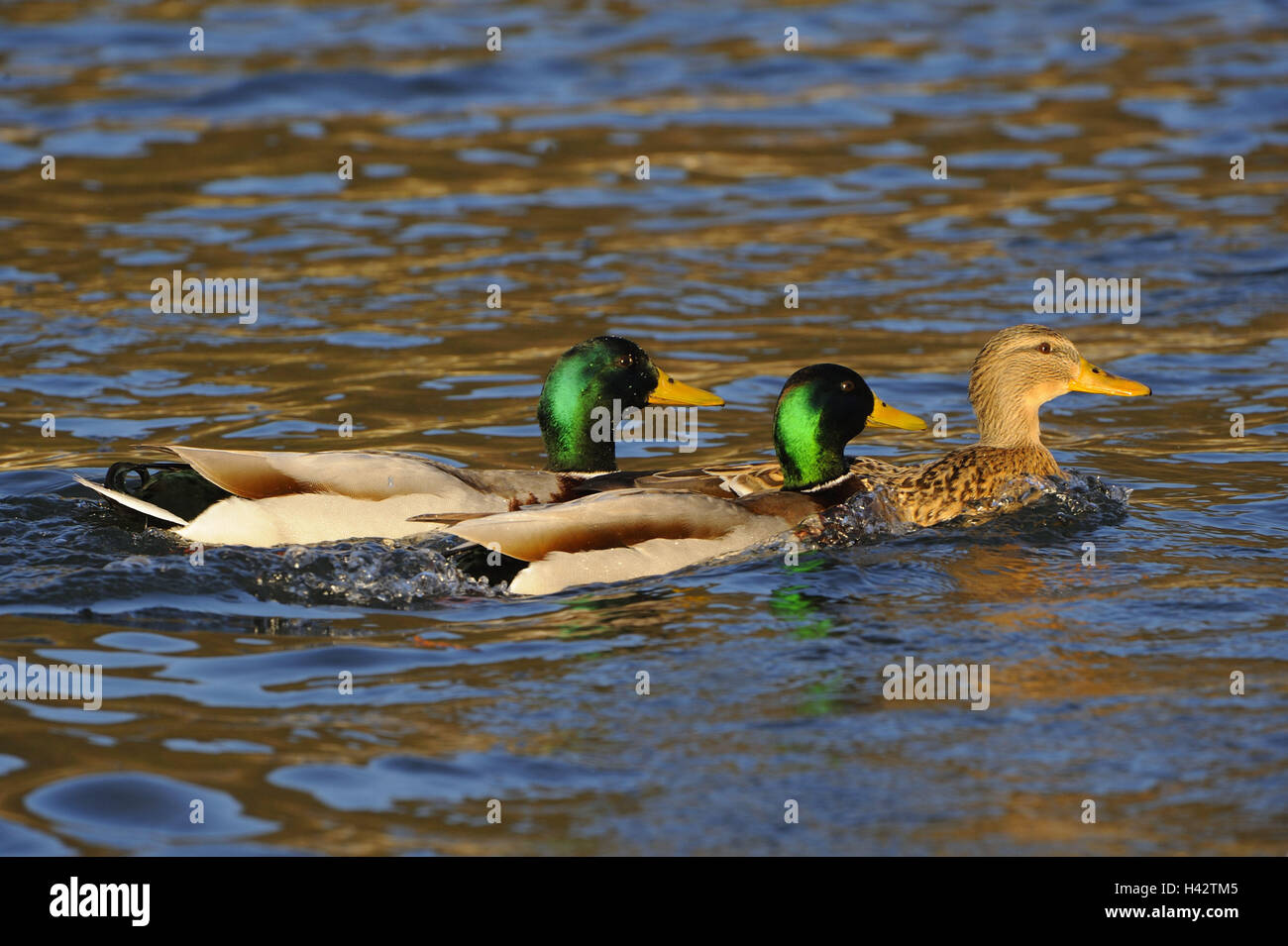 Lac, canards colverts, Anas platyrhynchos, homme, deux, trace, femelles, mâles, l'oie Oiseaux, canards, canards sauvages, natation canards, animaux, monde animal, de l'eau oiseaux, petits hommes, les animaux sauvages, l'eau, surface de l'eau, lumière du soir, nager, rivière, nature, saison, printemps, l'un après l'autre, Banque D'Images