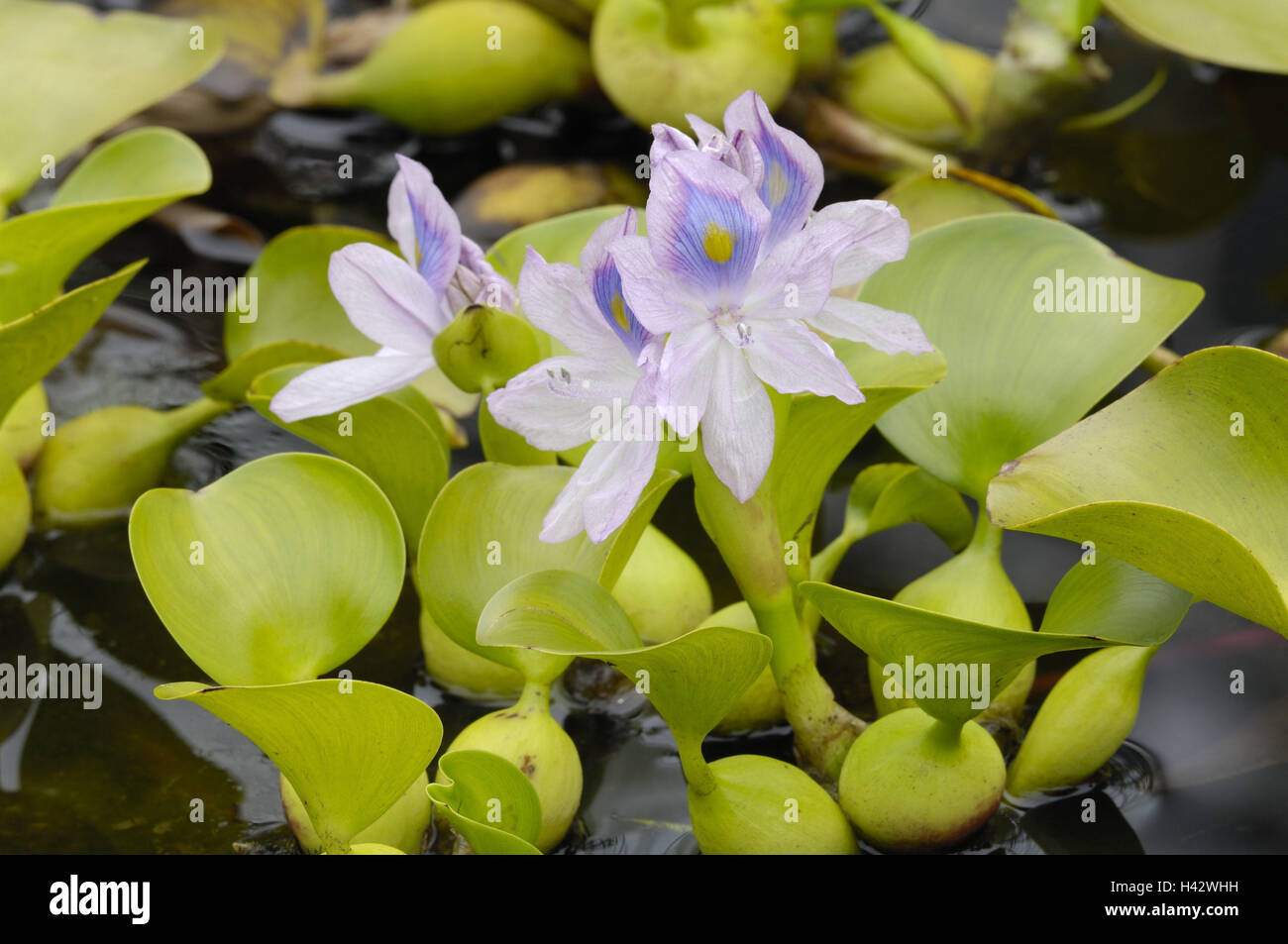 La jacinthe d'eau, Eichhornia crassipes, Banque D'Images