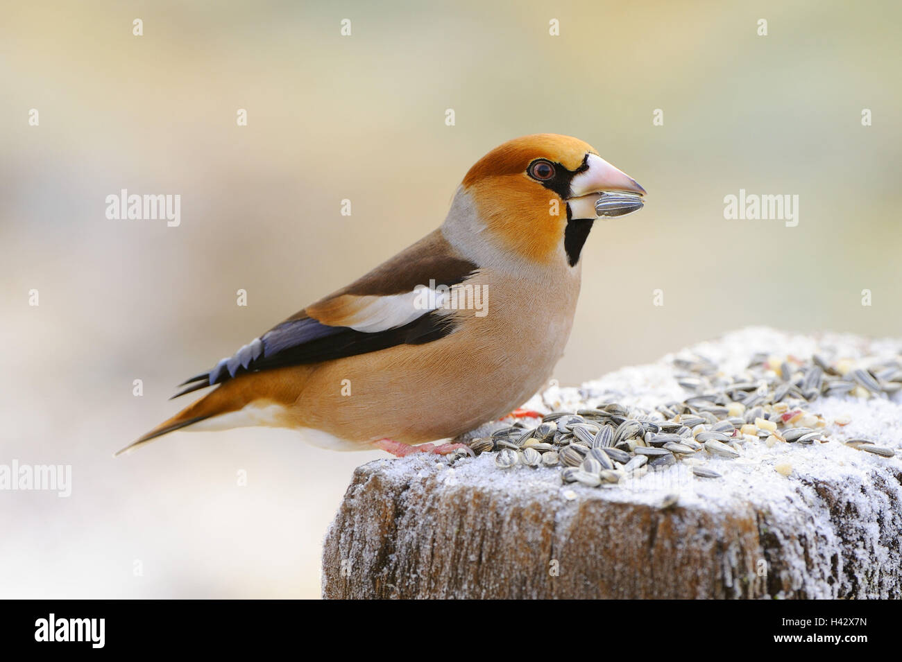 Hawfinches, Coccothraustes coccothraustes, de nourrissage, de manger, de l'hiver, Banque D'Images