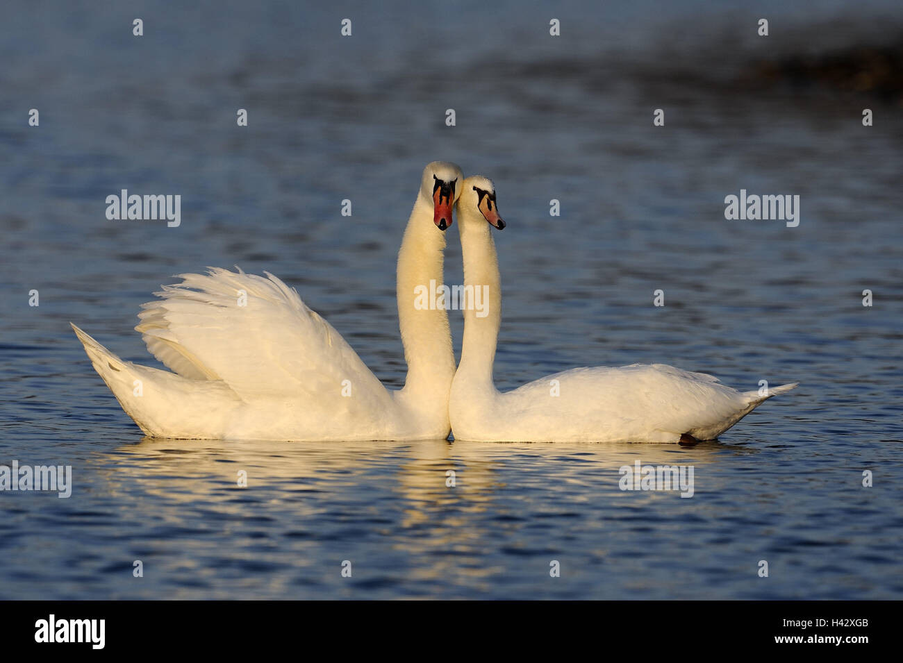 Cygnes bosse, Cygnus olor, deux, l'eau, nager, lumière du soir, la nature, les animaux, d'oiseaux, de cygnes, des couples, l'accouplement, la parade nuptiale, le comportement d'accouplement, cour, projet de, l'amour, la proximité, l'harmonie, romantisme, partenariat, Banque D'Images