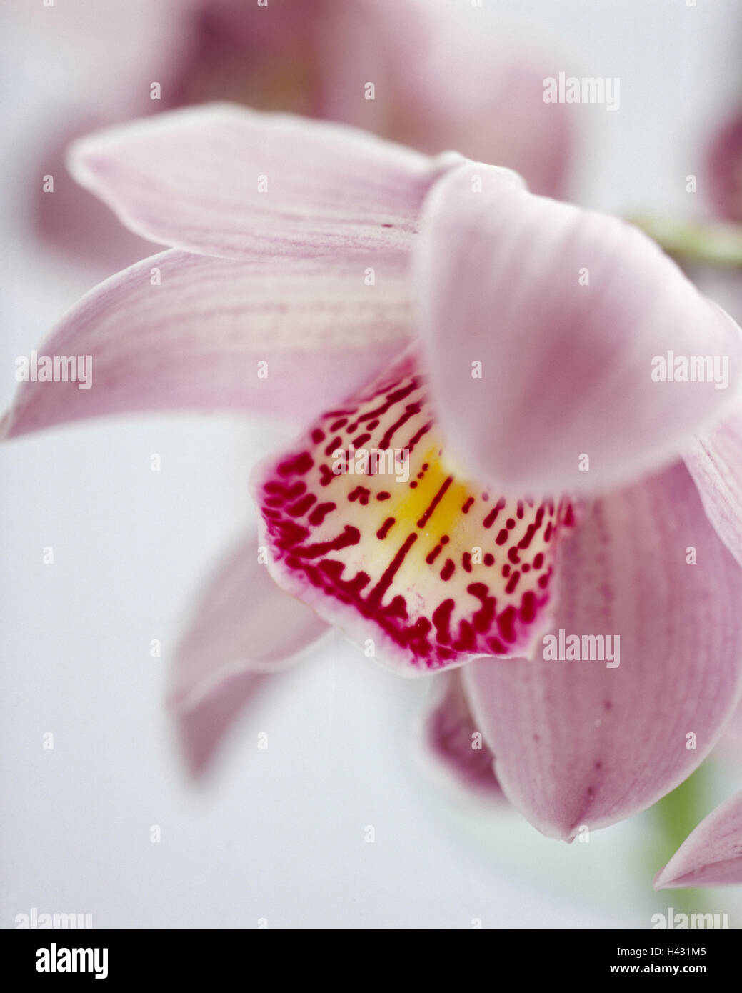 Orchidée Cymbidium, spec., détail, blossom, magenta, plante, fleur, Cymbidium hybride, chambre froide, orchidée, fleur à couper, orchid blossom, rouge, violet, beauté, doucement, et de fleurs ornementales, botanique, Banque D'Images