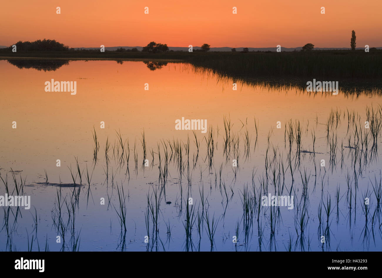 L'Autriche, Burgenland, Ferto, Parc national du lac de Neusiedl, vue panoramique du lac au coucher du soleil Banque D'Images