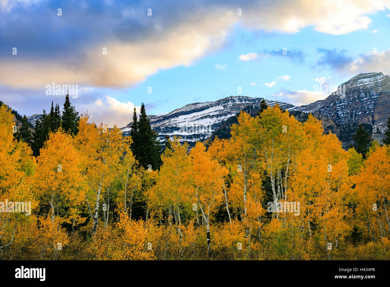 Cette vue de la golden trembles au sud de la région des salamandres l'Alpine Loop Scenic Byway Utah USA Banque D'Images