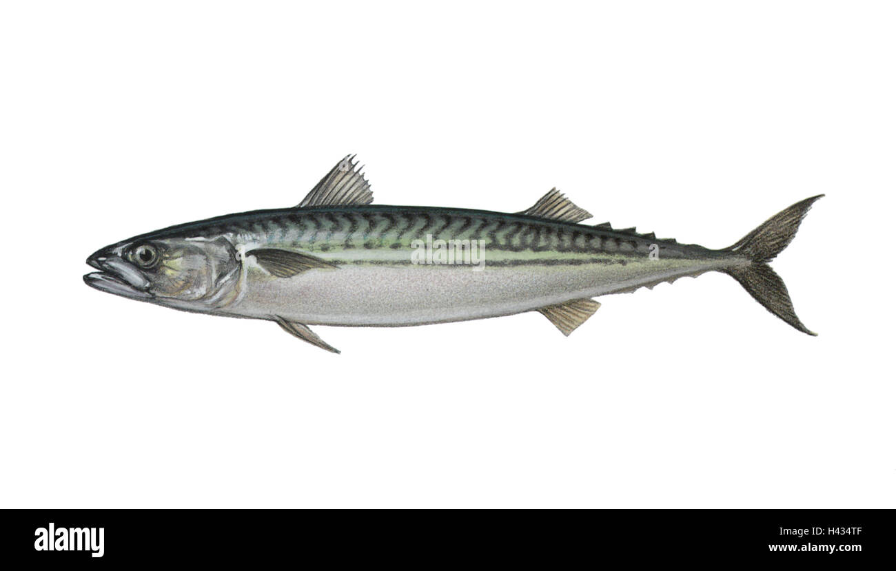 Essaims de poissons Banque d'images détourées - Alamy