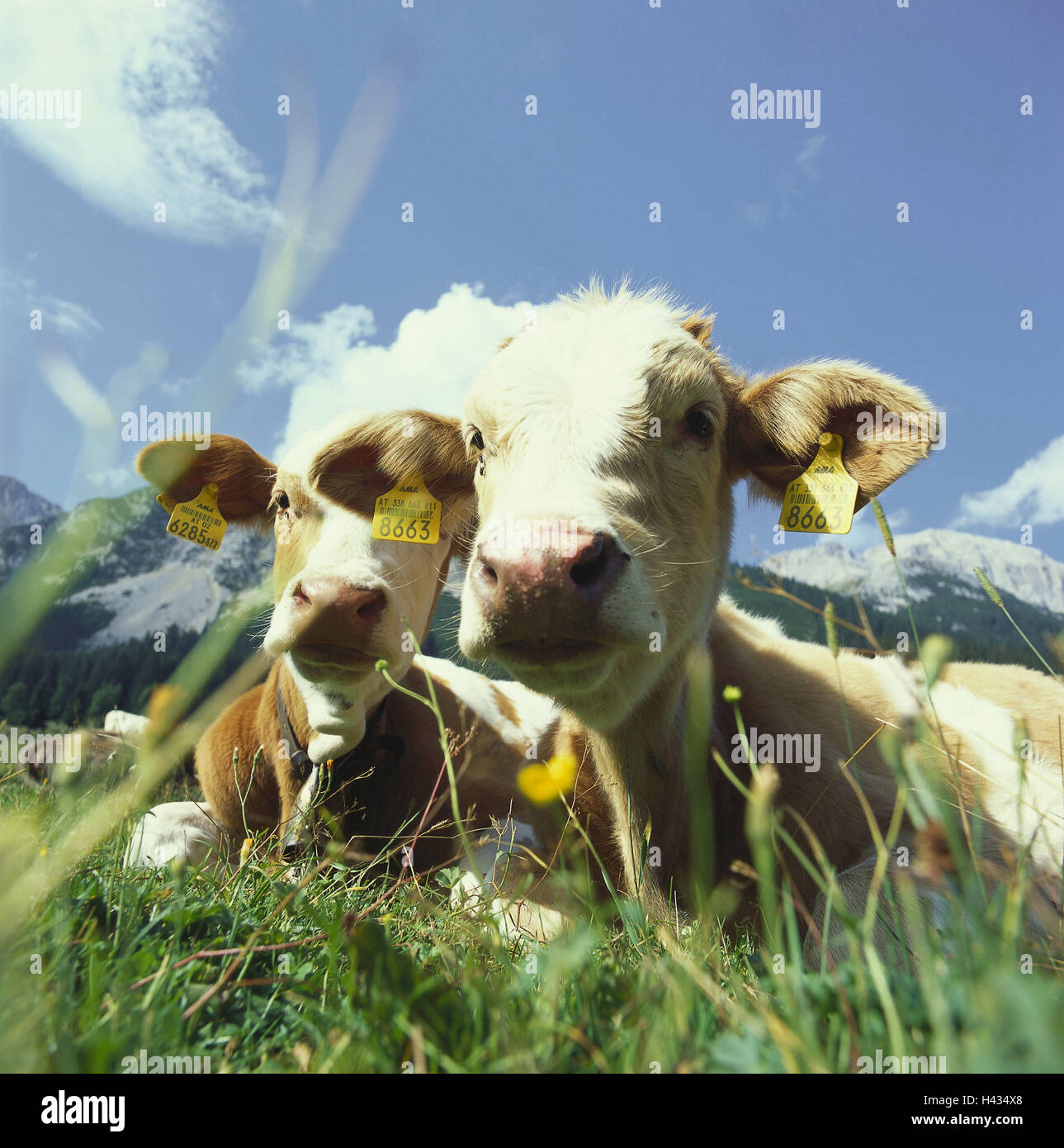 Autriche, Tyrol, Gaistal, ALP, les veaux, les animaux, les animaux, l'élevage, les jeunes animaux, vaches, mensonge, herbe, été, à l'extérieur, deux, ensoleillée, montagnes, Banque D'Images
