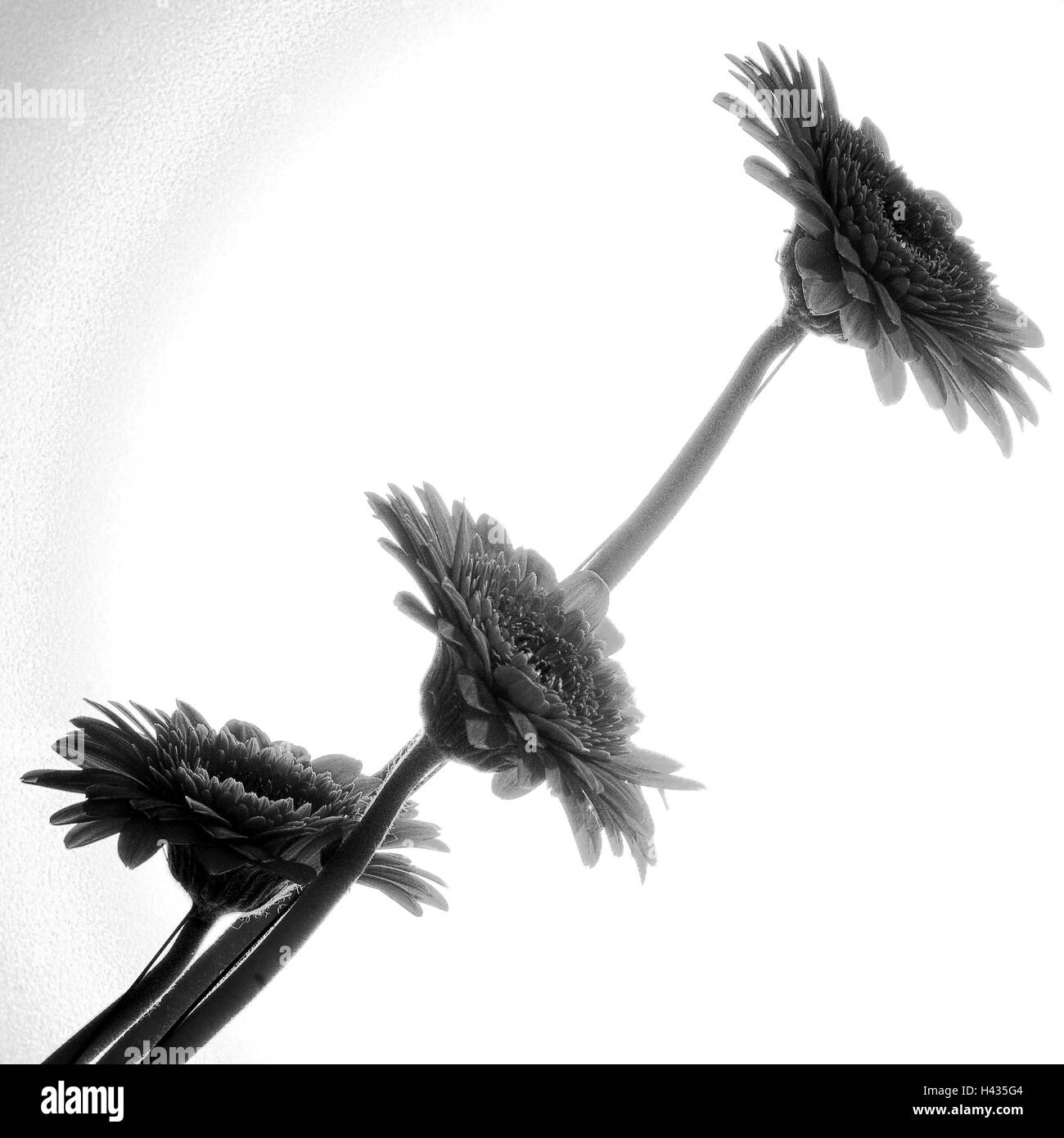 Fleurs, gerbera, trois, Côté, b/w Banque D'Images