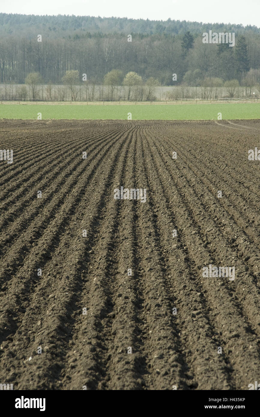 Champ de pommes de terre, détail, champ paysages, lieux, les rainures, la masse, la surface de la terre, des rainures, des séries, côte à côte, même avec modération, la culture, la pomme de terre, des légumes, de l'agriculture, de la vie à la campagne, l'agriculture, Banque D'Images