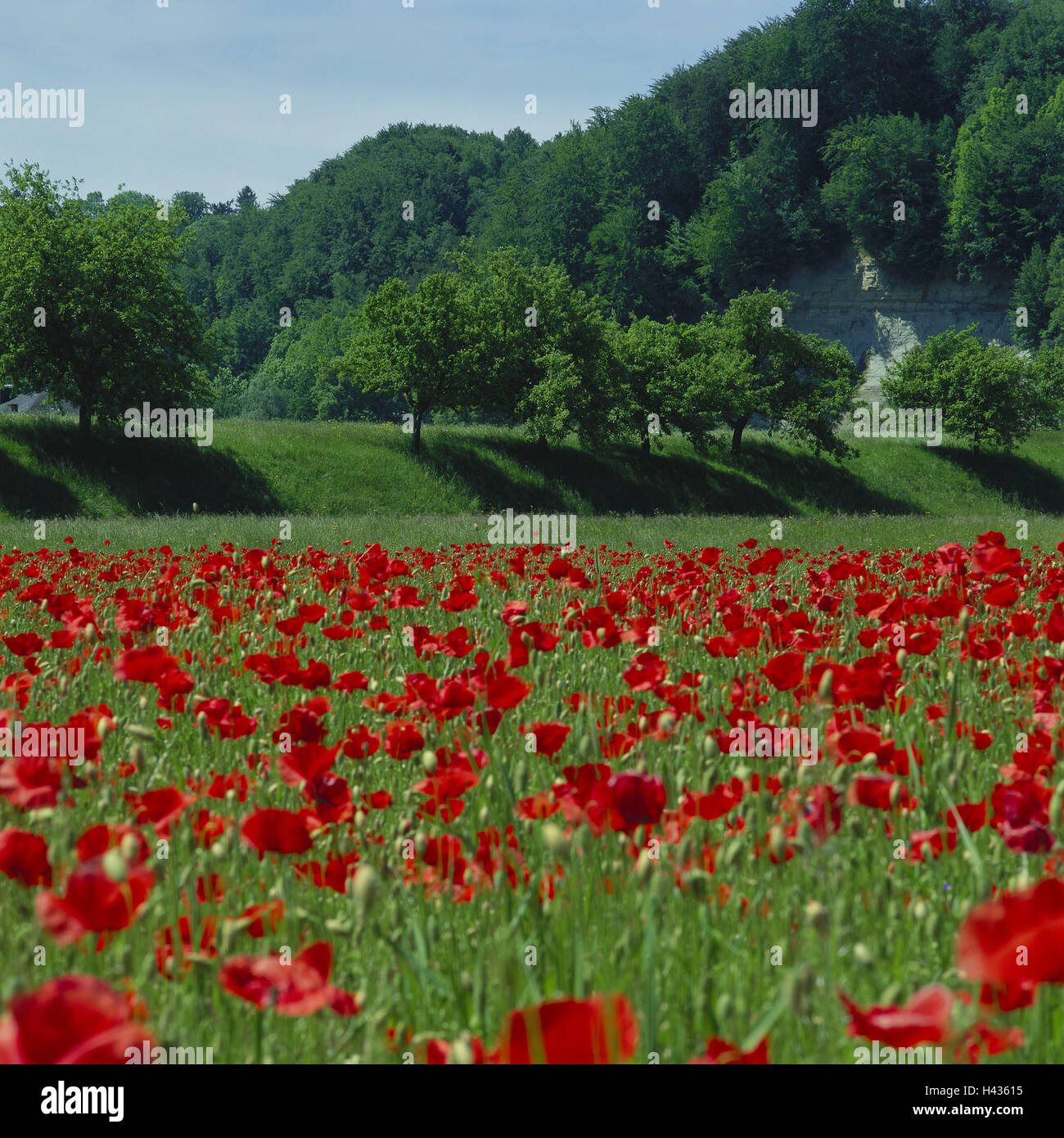 L'Autriche, Haute Autriche, Vöcklabruck, champs de coquelicots, de la flore, de la végétation, nature, prairie, champ, fleurs, arbres, graines de pavot, de feuillus, à l'extérieur, déserté, l'été, ensoleillée, coquelicots, clap, graines de pavot Banque D'Images