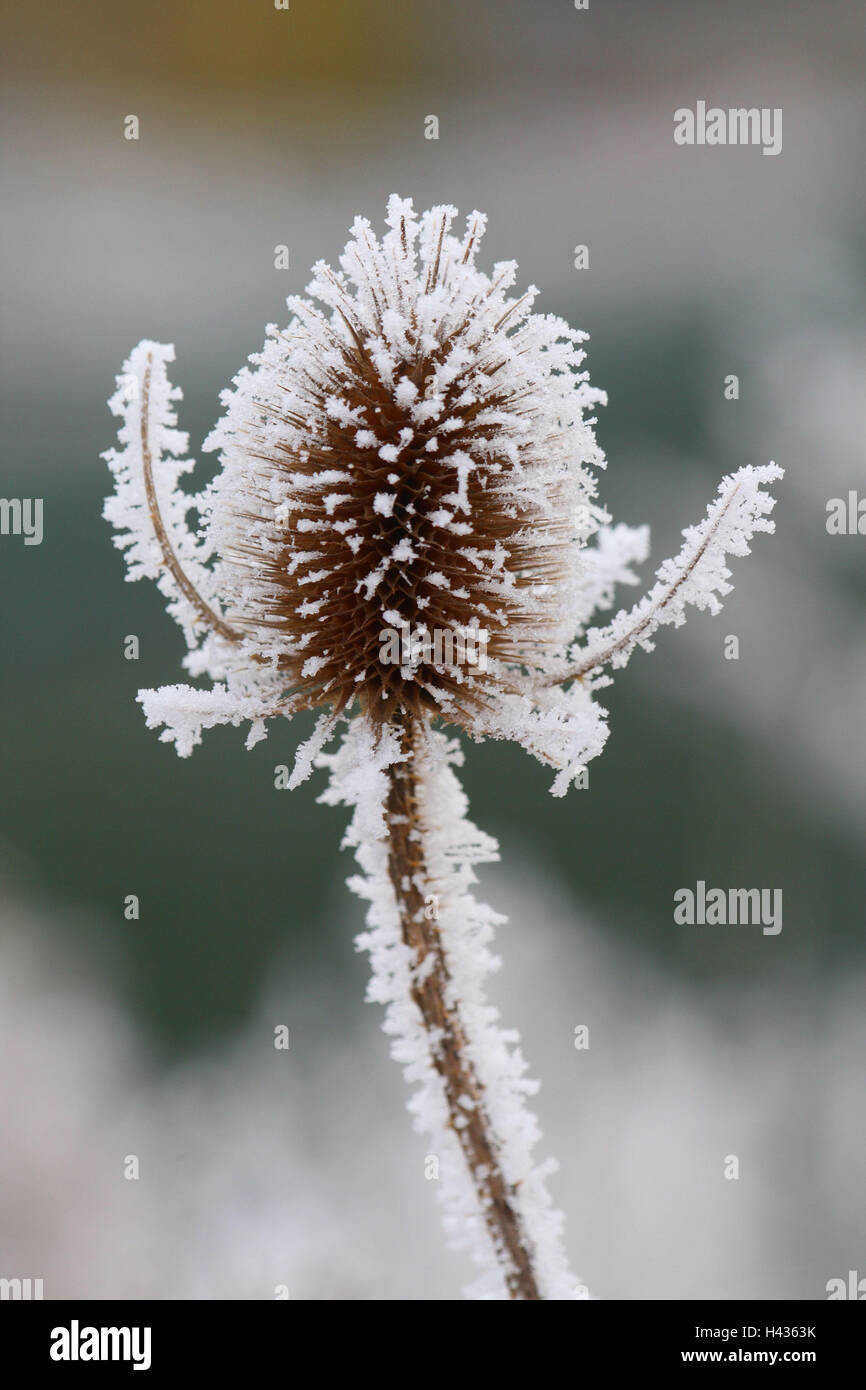 Wilde, Karde Dipsacus silvester, hiver, givre, Banque D'Images