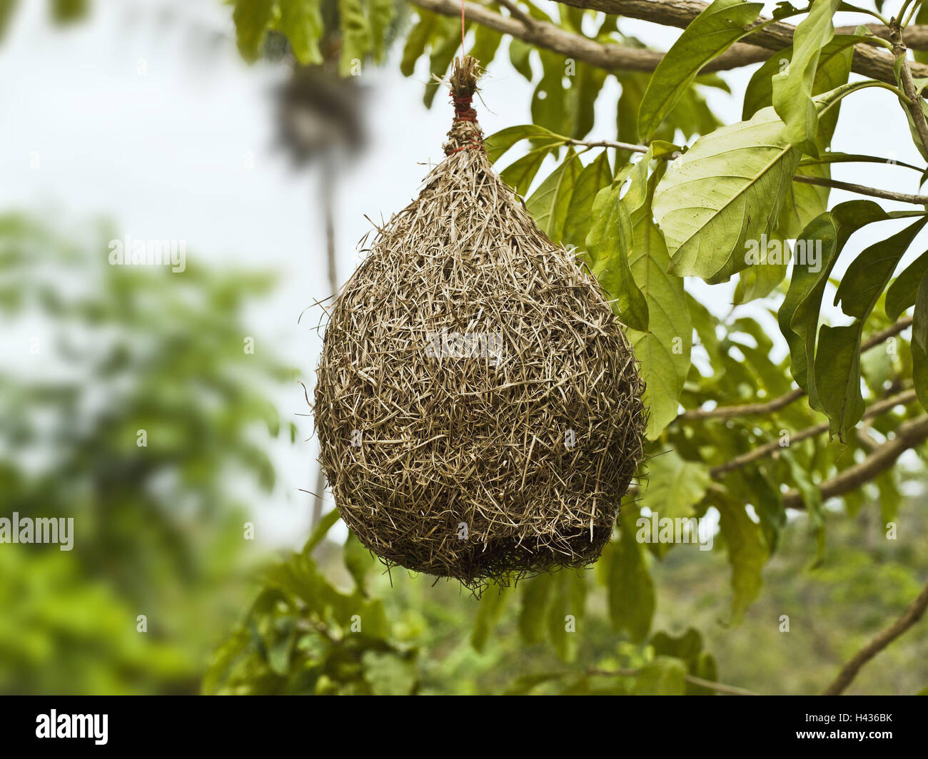 Arbuste, branche, nid d'oiseau, s'accrocher, arbre, câble, attache, Frei-pendaison, nid, Sperlingsvogel, Sparrow's Nest, la construction du nid, de reproduction, de nidification, de la nature, protégée, protection, Banque D'Images