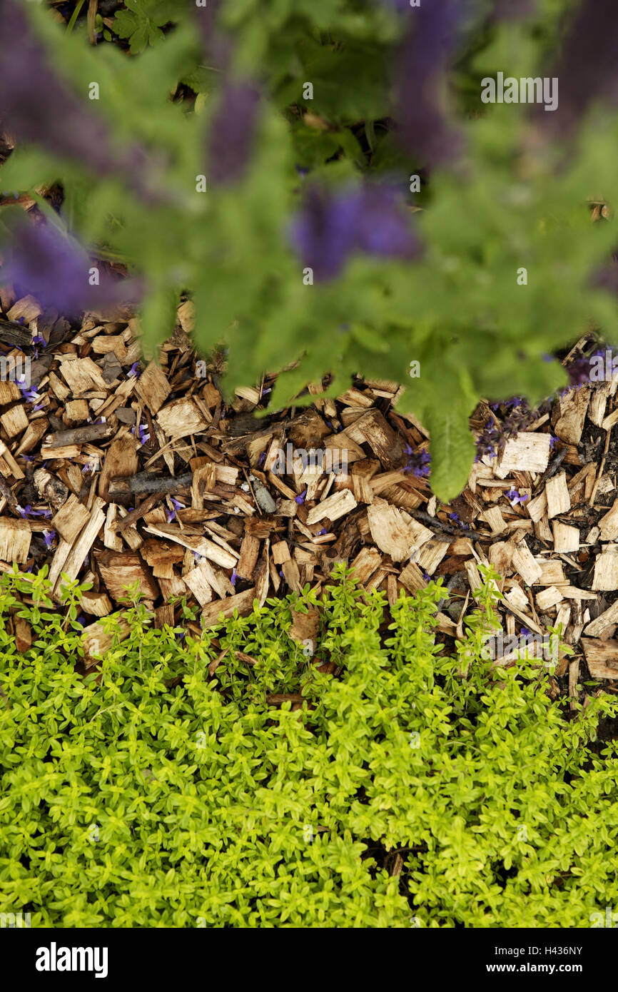 Sol de la forêt, les plantes, escalope façon hack, bois, façon, escalope hack, copeaux de bois, des arbustes, de la végétation, de la nature, déserte, repos, silence, nature, été, Banque D'Images