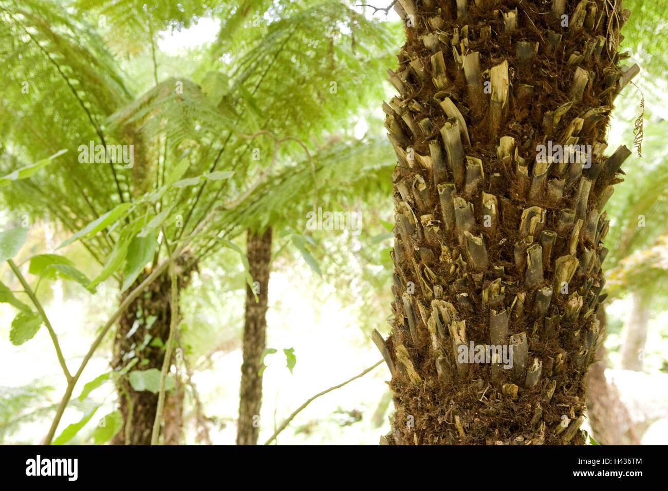 Treefern, Portugal, Sintra, parc, château, arbres, fougères, tronc, souche, l'écorce des arbres, l'écorce, plantes, Vert fougère, fouetter, fouetter, soleil, désert, nature, végétation, flore, Banque D'Images