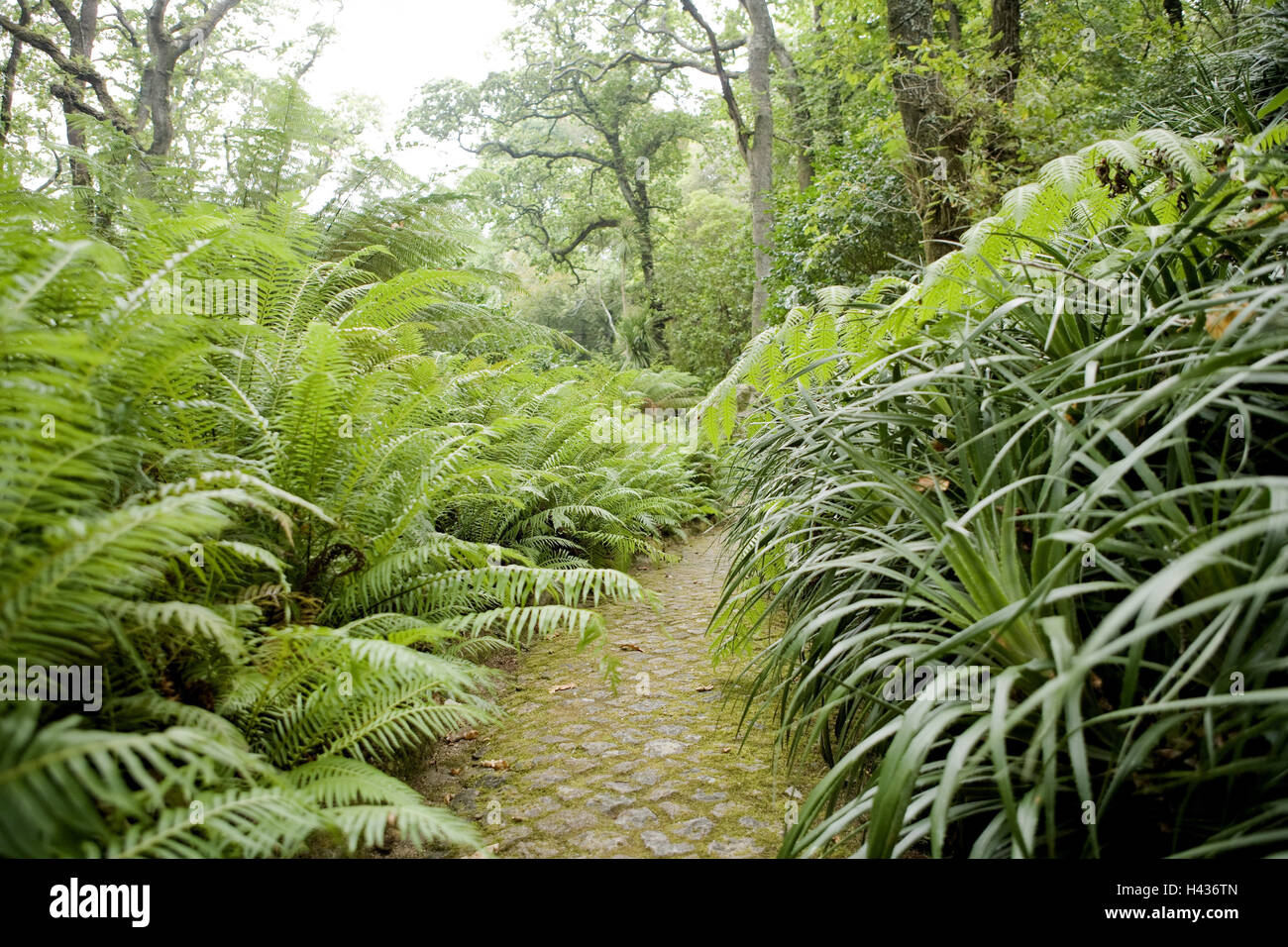 Le Portugal, Sintra, Parque de Pena, chemin, fougères, parc du château, parc, la botanique, la végétation, les plantes fougère, plantes, arbres, nature, flore, vert, voie, chemin, déserte, Banque D'Images