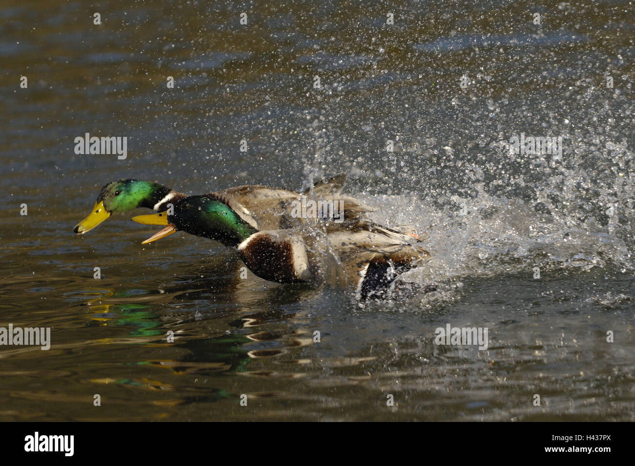Lac, canards colverts, Anas platyrhynchos, homme, deux, lutte, canards, oies, canards, oiseaux, canards sauvages, natation canards, animaux, monde animal, de l'eau oiseaux, petits hommes, animaux sauvages, rivière, chute d'eau, lumière du soir, nager, nature, saison, printemps, lutte, poursuite, aller à la chasse, morsure, réflexion, Banque D'Images