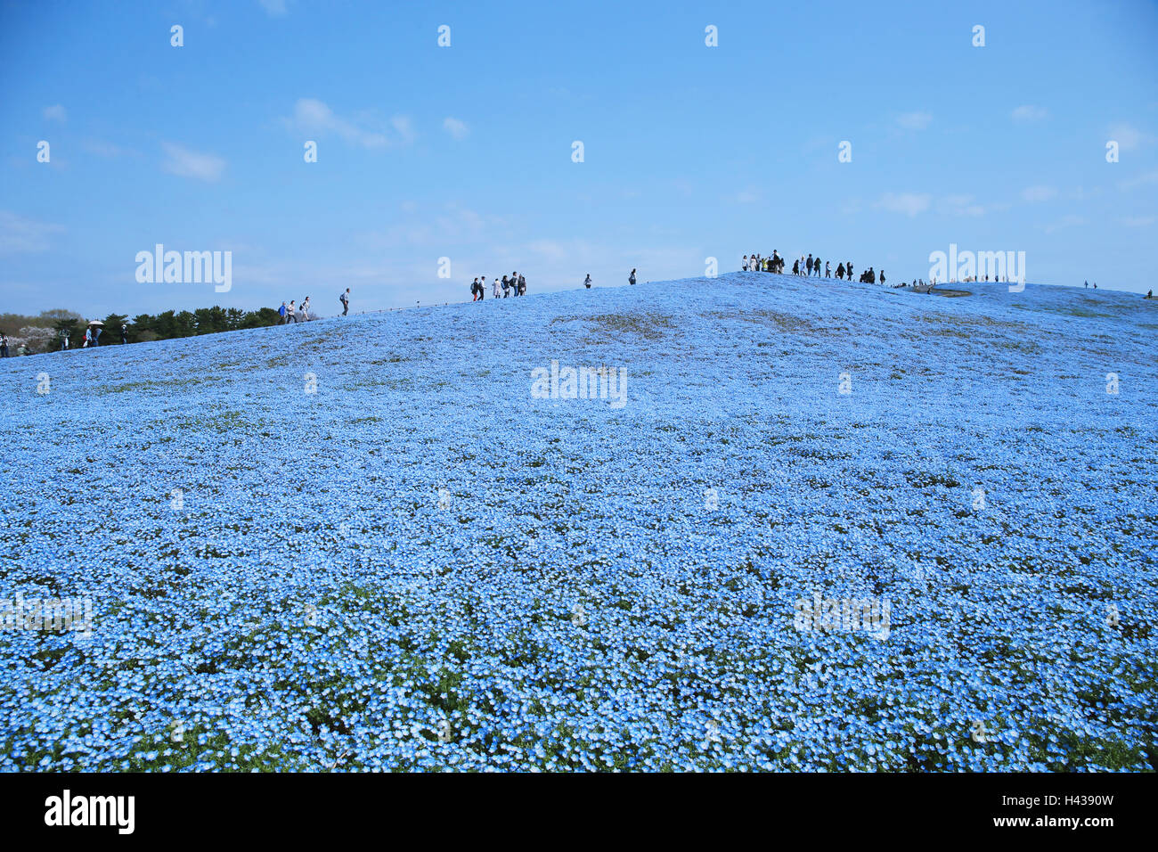 Baby blue-eyes champ de fleur, Ibaraki Prefecture, Japan Banque D'Images
