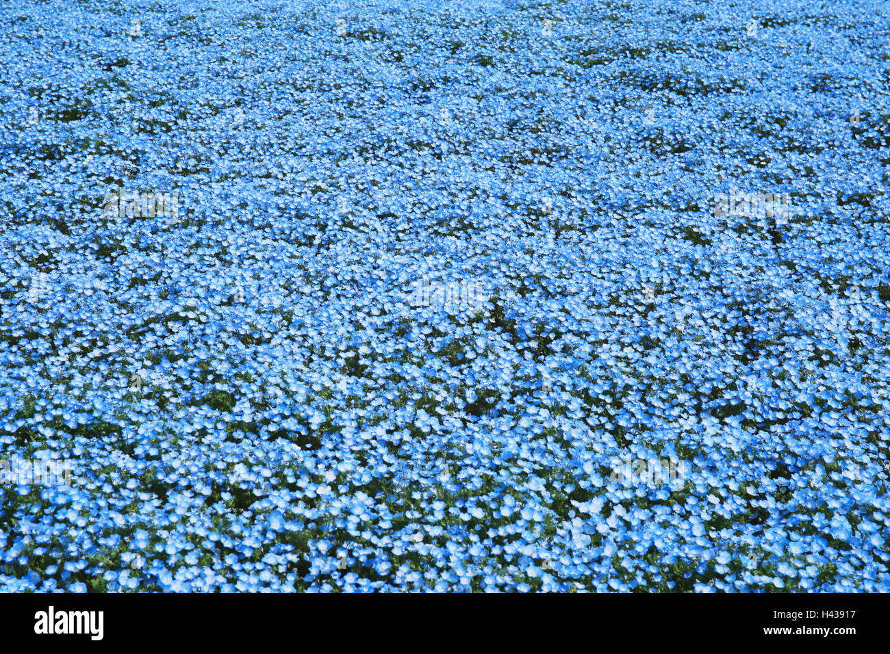 Baby blue-eyes champ de fleur, Ibaraki Prefecture, Japan Banque D'Images