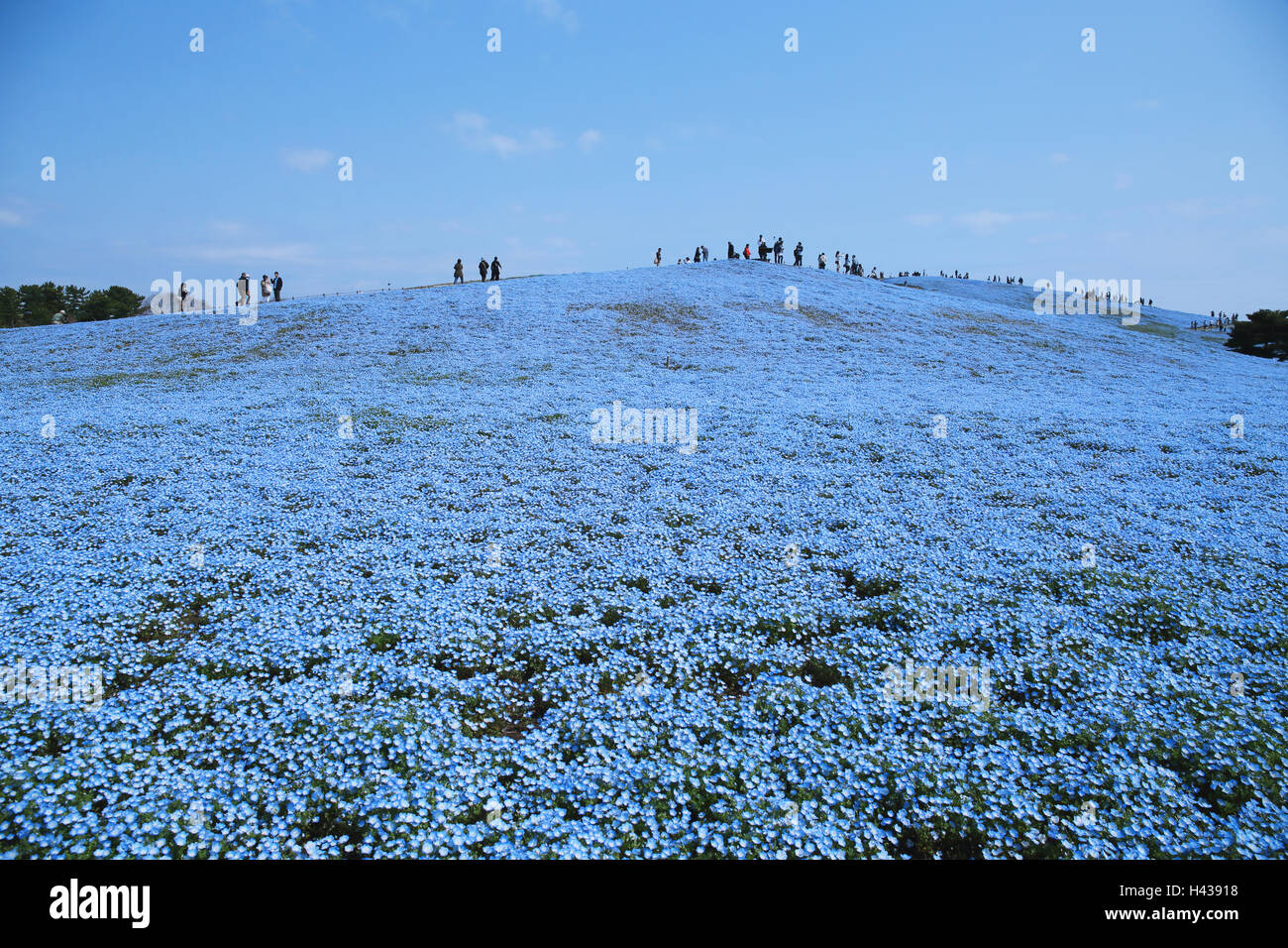 Baby blue-eyes champ de fleur, Ibaraki Prefecture, Japan Banque D'Images