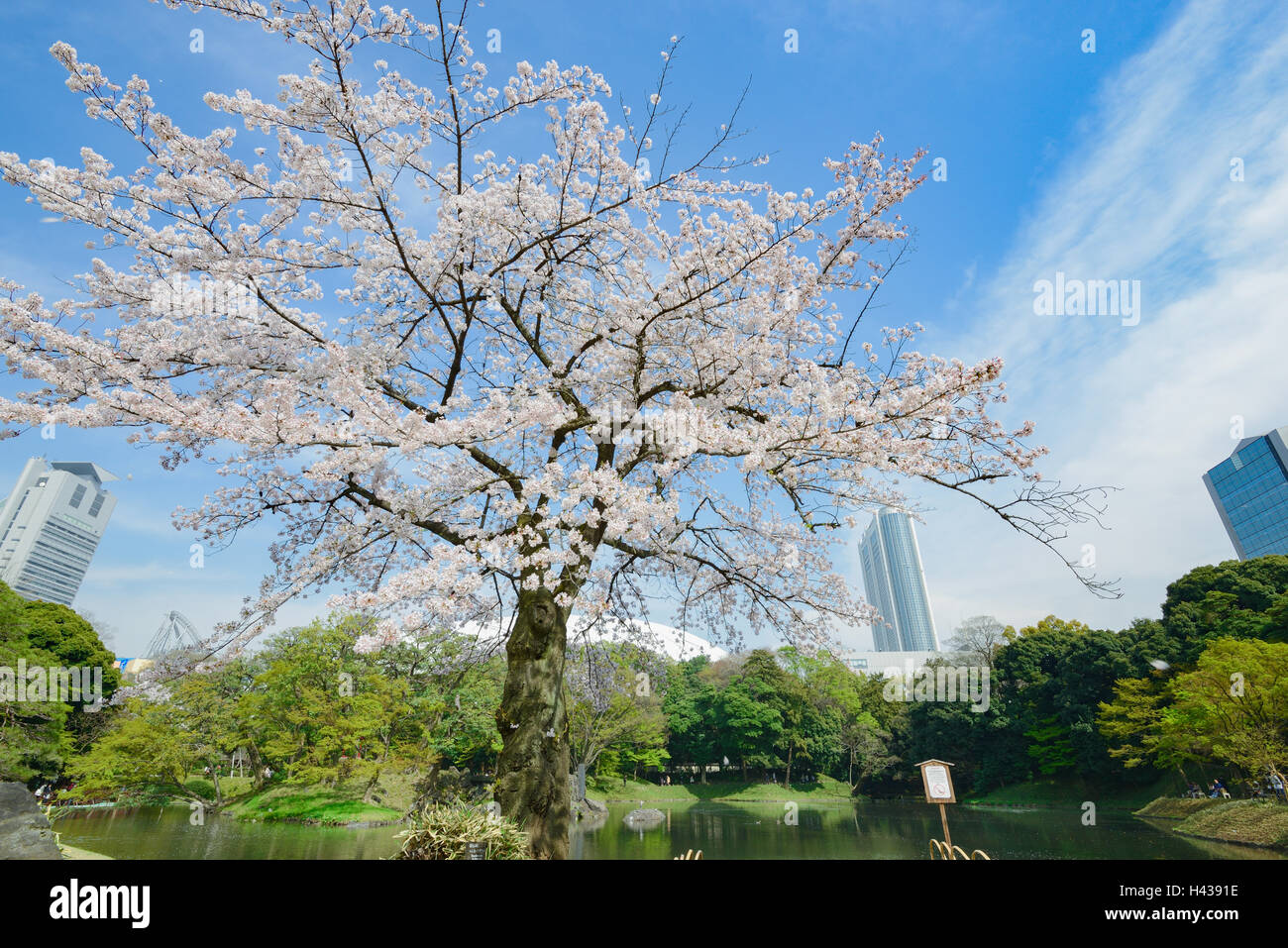 Cerisiers en fleurs dans un parc de la ville, Tokyo, Japon Banque D'Images