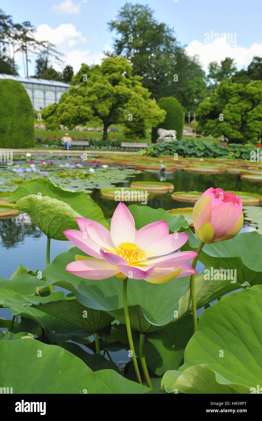 Park, Water Lily Pond, Indien fleur de lotus Nelumbo nucifera, Banque D'Images