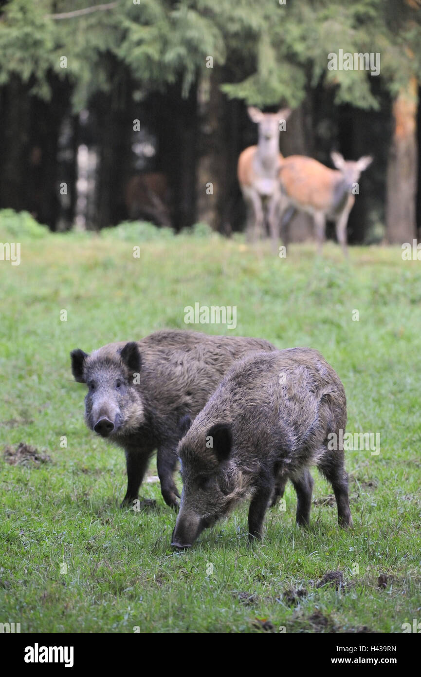 Les sangliers, Sus scrofa, Banque D'Images