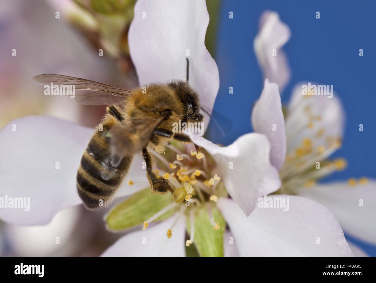 Fleurs d'amygdales, dans l'ouest de l'abeille domestique, Apis mellifera, Majorque, l'amandier, période de floraison, les fleurs, les pétales, les navires de la poussière, de la nature, des animaux, des insectes, hyménoptères, bee honey, le nectar, le pollen, le nectar, de recueillir, de vol qualifié Banque D'Images