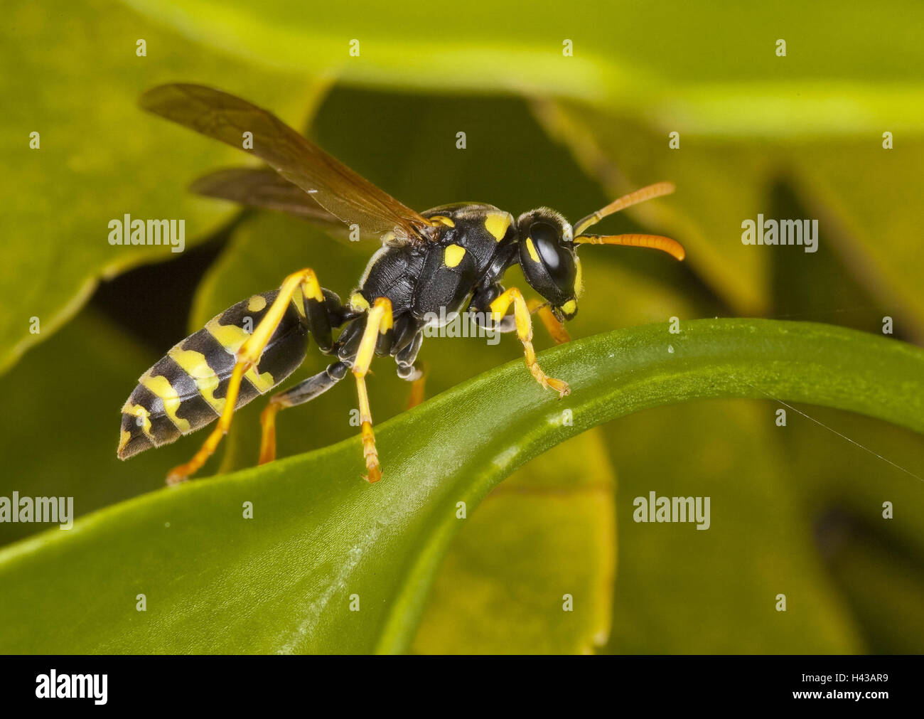 Les feuilles, champ Gaulois Polistes dominulus, wasp, wasp, détail, animal, insecte, Majorque, Îles Baléares, plissées, hyménoptères guêpes, vue de côté, tout son corps, Banque D'Images