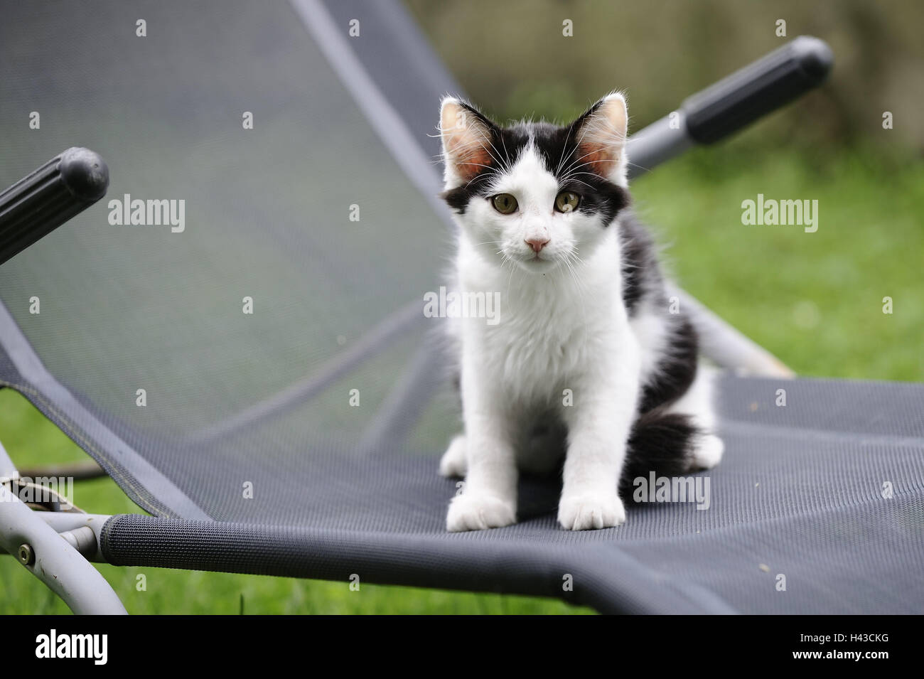 Jardin, chaise longue, chat de maison, noir et blanc, animal, mammifère, chat, animal de compagnie, à l'extérieur, Banque D'Images