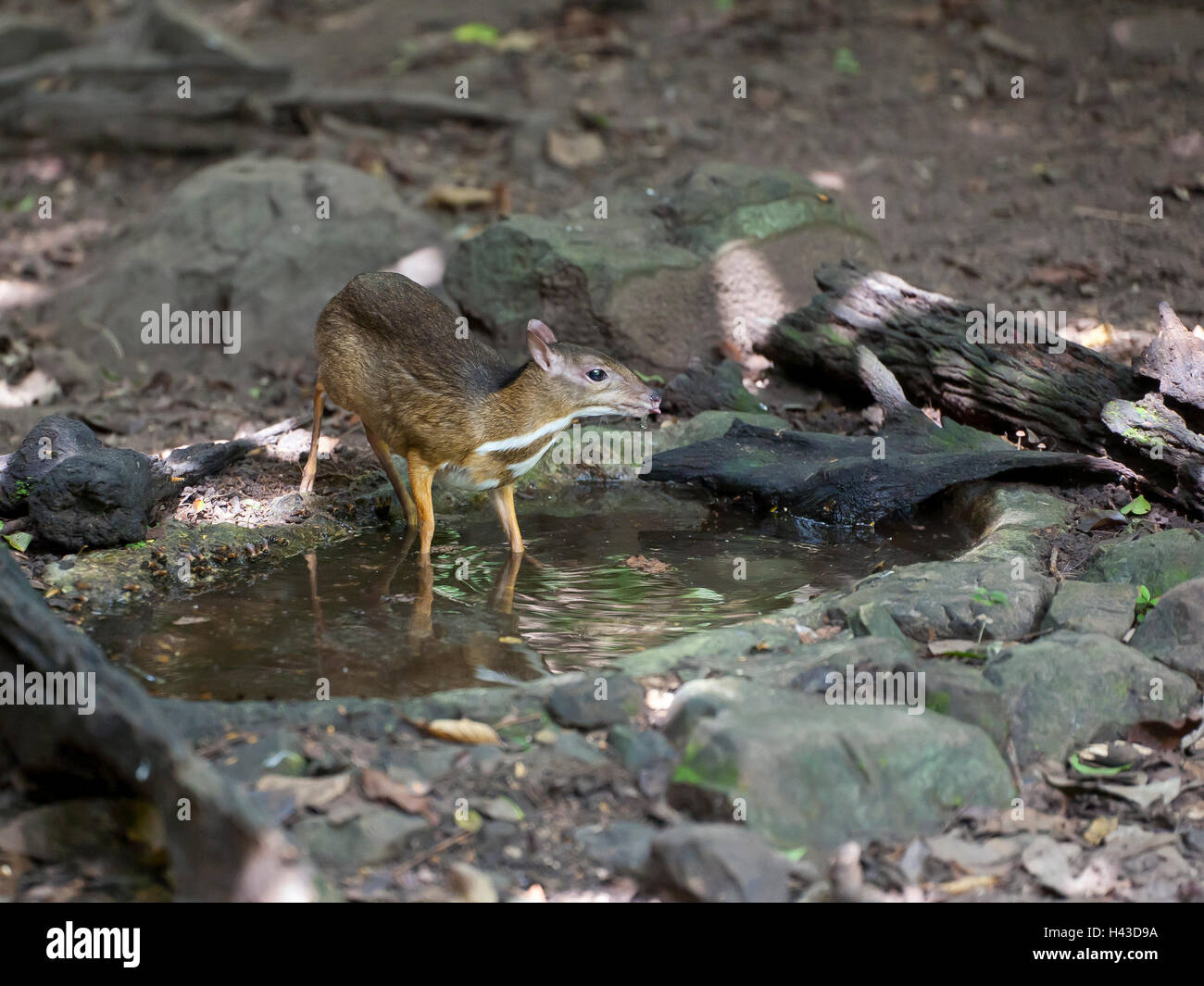 Souris-cerf ou moindre (Tragulus kanchil kanchil) à l'eau, le parc national de Kaeng Krachan, Phetchaburi, Thailand Banque D'Images