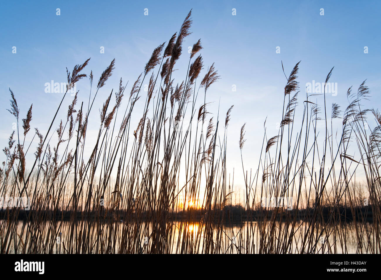 Roseaux communs (Phragmites australis, Phragmites communis) au coucher du soleil, la nature Réserver Herbslebener Teiche, étangs de Herbsleben Banque D'Images