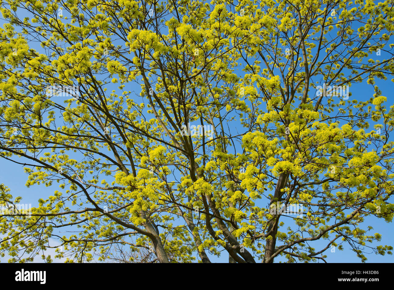 Érable de Norvège (Acer platanoides), la floraison, ciel bleu, Thuringe, Allemagne Banque D'Images
