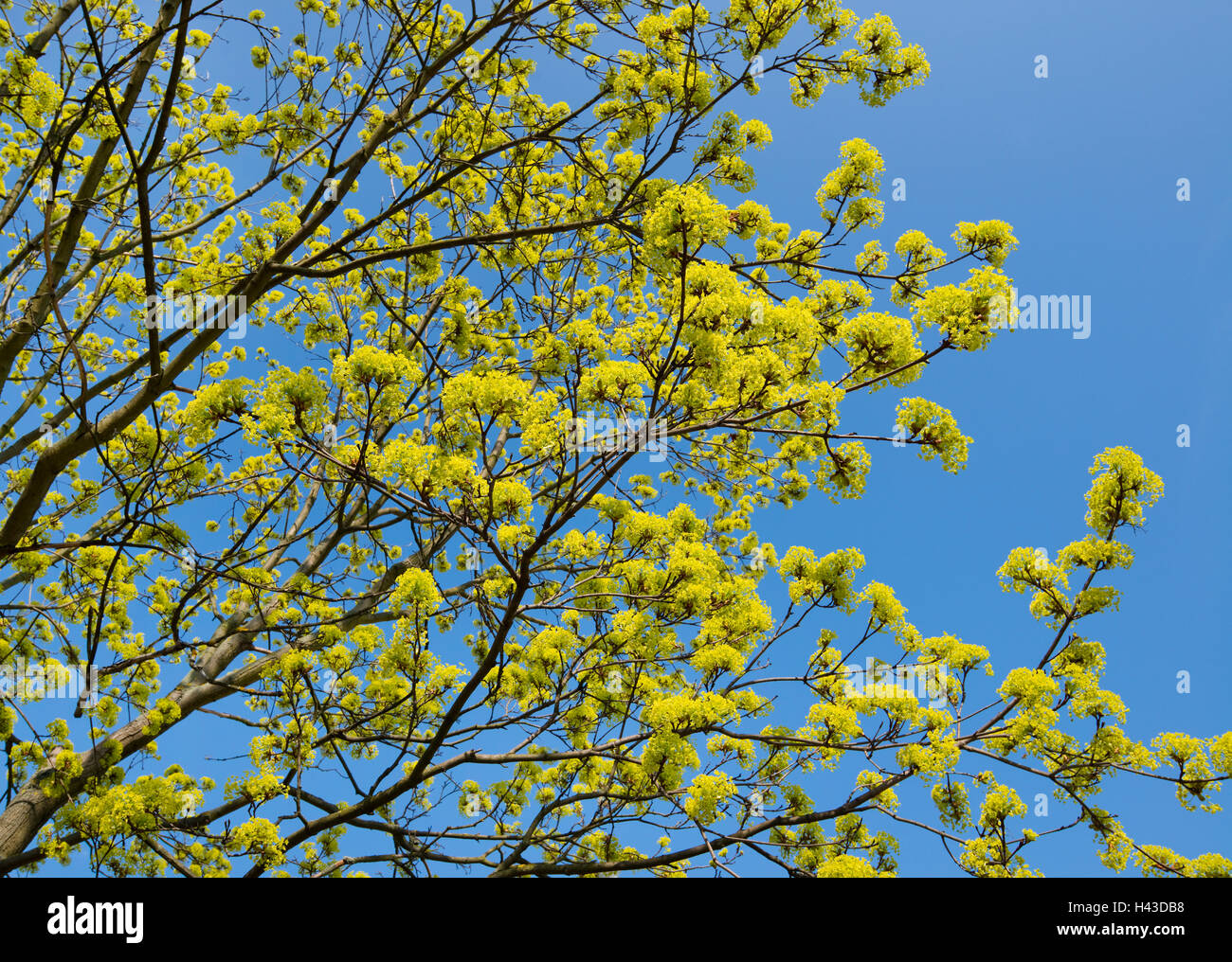 Érable de Norvège (Acer platanoides), la floraison, ciel bleu, Thuringe, Allemagne Banque D'Images