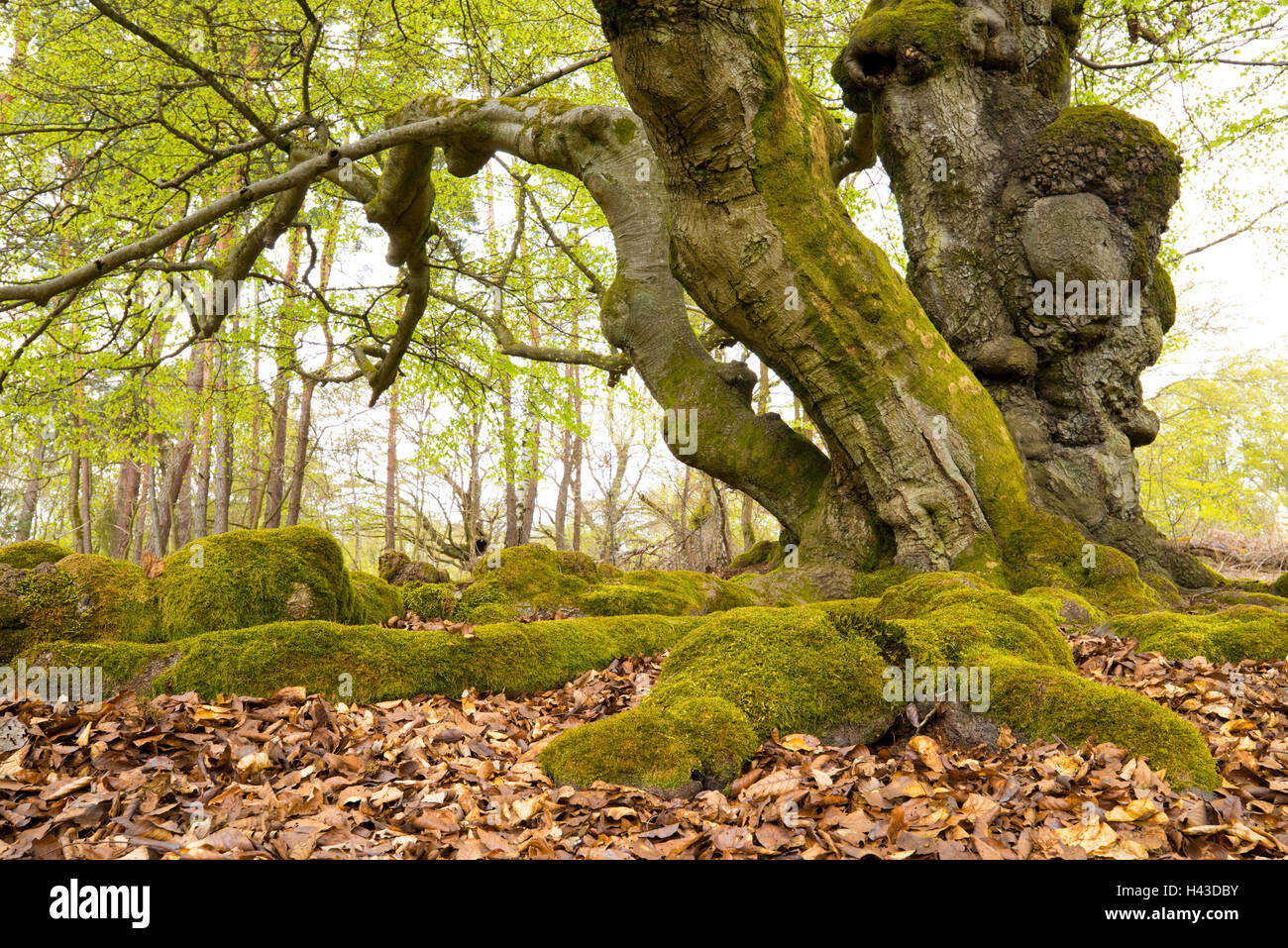 Vieux hêtres (Fagus sylvatica) avec les racines moussues, Hutebuchen, Hutewald Halloh, Hesse, Allemagne Banque D'Images