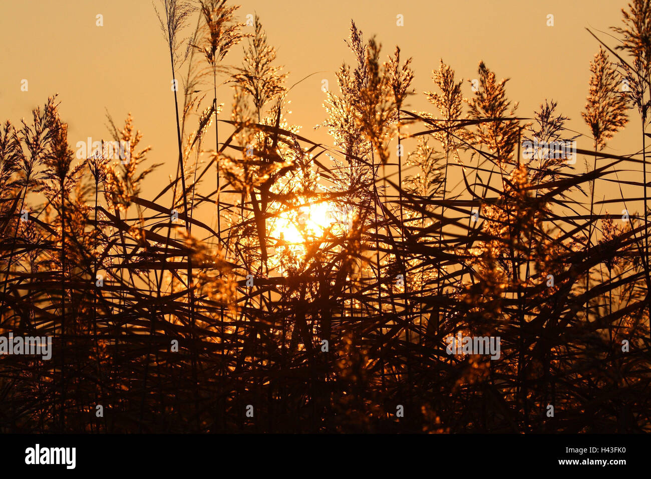 Reed, Phragmites communis, silhouette, coucher du soleil, automne, reed, le soleil, lac, lac, nature, plantes, soir l'humeur, d'incandescence, Banque D'Images